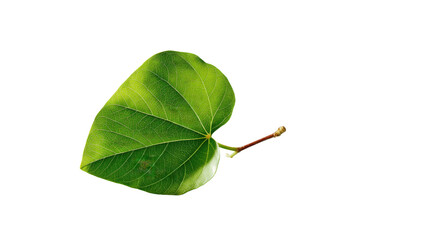 Obraz premium Heart-Shaped Leaf: A single, vibrant green leaf, shaped like a heart, is elegantly presented against a clean background. The leaf exhibits intricate venation and subtle variations in color.