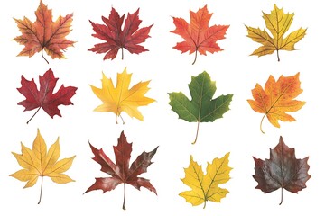 Fototapeta premium A group of colorful leaves