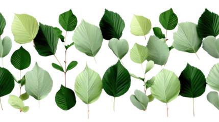 Leafy Border: A vibrant leafy border with lush green foliage evokes a sense of natural elegance and freshness. Ideal for adding a touch of botanical beauty.