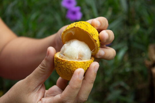 Bacuri Rugoso_ Platonia insignis Mart