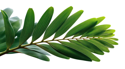 Vibrant Green Leaf: Captivating close-up shot reveals a verdant plant leaf, the light accentuating its rich textures and evoking feelings of renewal and vitality.