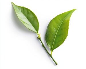 Obraz premium White Leaf. Tea Leaf Isolated on Fresh Green Background with Tree Branch and Flora