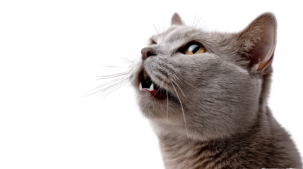 The Grey Cat's Astonishment: A close-up portrait of a sleek grey cat, its expression a captivating mix of surprise, intrigue, and a hint of mischief.