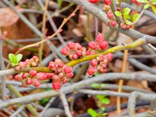 Branch with flower buds of Chaenomeles Japonica, known as Japanese quince or Maule's Quince in early spring.