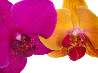 Storczyki. Orchidea. © Janusz Lipiński