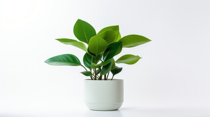 composition green white background