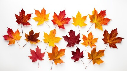 photograph autumn leaf white background