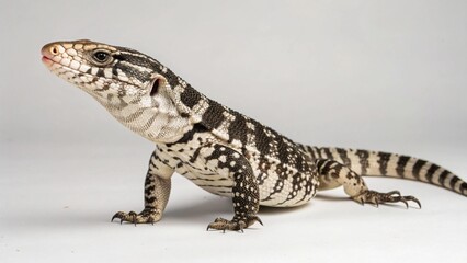 Obraz premium Argentine Black and White Tegu on studio background 