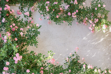 Blooming climbing roses frame light plastered wall in soft natural sunlight. Botanical elegance...