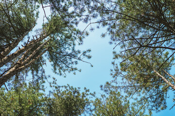 Tall pine trees form natural frame while sky peeks through from below. Forest trees create peaceful composition, upward perspective. Natural background