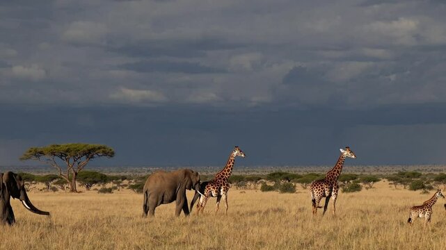 Giraffee and elephants in serengeti national park tanzania