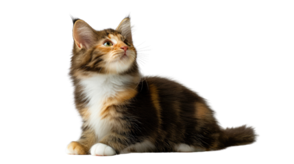 Maine Coon Kitten: A curious Maine Coon kitten sits, its eyes gazing upwards with a hint of wonder, showcasing its fluffy coat and gentle features.