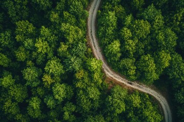 Maze of paths below a dense forest canopy with varying shades of green in bright daylight