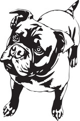 Rottweiler dog. Hand drawn vector illustration