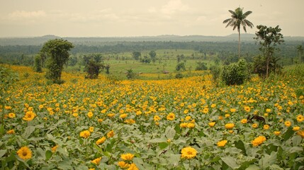 Fototapeta premium Expansive field of yellow wildflowers under a cloudy sky, with distant hills and trees.