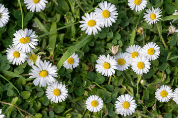 Gänseblümchen auf einer Wiese