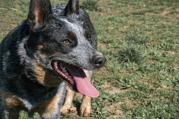 Naklejka premium Bunji, the australian cattle dog blue heeler playing on a meadow