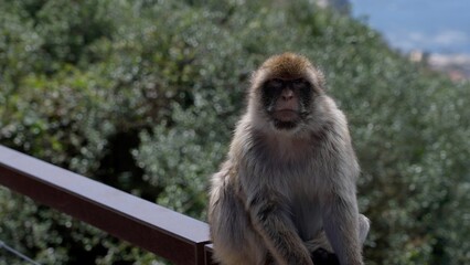 Barbary macaque sitting on a railing contemplating the Strait of Gibraltar in Gibraltar