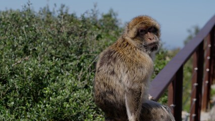 Barbary macaque sitting on a railing contemplating the Strait of Gibraltar in Gibraltar