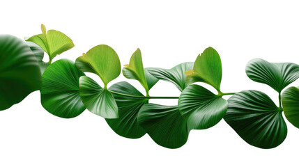 Vibrant green foliage: a close-up of fresh, bright green leaves arranged in a beautiful and refreshing manner. The image shows a lush display of nature's detail and life.