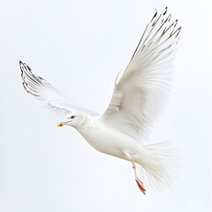 Obraz premium Bird-Inspired Objects and Wildlife Isolated on White Background