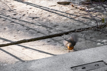 Robin bird in motion picking up grains