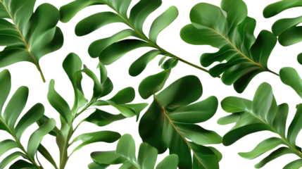 Green Leaves Arrayed: a collection of lush, vibrant green leaves on white background , presenting the beauty and intricate details of natural foliage.