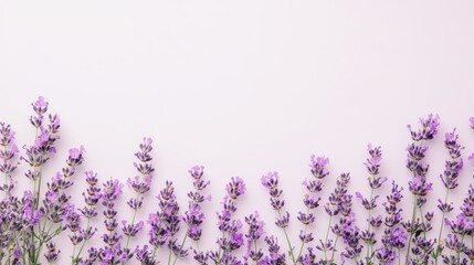 Naklejka premium A delicate arrangement of lavender blossoms on a pastel background.