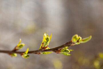 green new spring buds on a tree branch in early spring. close-up, selective focus. Spring background, the beginning of the season.