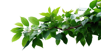 Green Branch Leaves: An isolated branch with lush, vibrant green leaves against a bright, clean background, showcasing the natural beauty of foliage and the elegance of simplicity.  