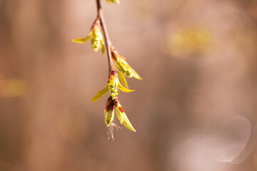 green new spring buds on a tree branch in early spring. close-up, selective focus. Spring background, the beginning of the season.
