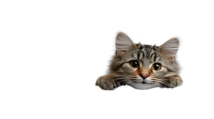 Obraz premium Curious Kitten's Gaze: An adorable fluffy kitten gazes with curious eyes, appearing from the right edge, capturing the cute nature of a pet.