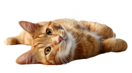 Playful Glance: A ginger cat reclines, offering an adorable, inquisitive glance, embodying the essence of feline charm and capturing a moment of sweet, gentle connection.