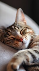 A tabby cat asleep on a couch, peacefully resting.