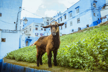 Goat in the Medina of Chefchaouen, Morocco, Africa. Arab and muslim country and lifestyle. Street...
