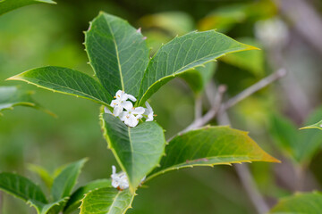 Small white flowers with green leaves, sweet olive. (Osmanthus fragrans)