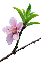 Obraz premium Close-up of a peach tree sprig with a delicate dewy pink flower and green leaves. Transparent background.