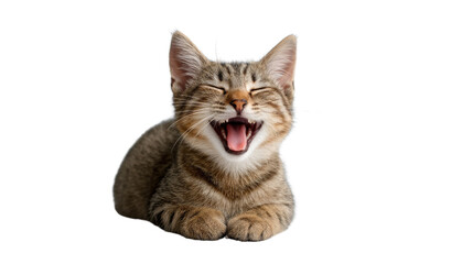 Obraz premium Happy Tabby Kitten: A delightful tabby kitten expresses pure joy, its wide eyes and open mouth conveying genuine happiness in this charming photo.