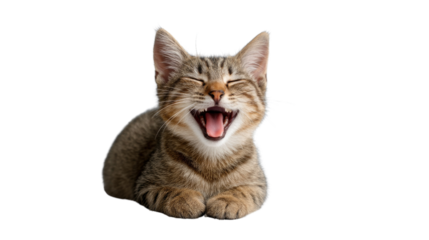 Happy Tabby Kitten: A delightful tabby kitten expresses pure joy, its wide eyes and open mouth conveying genuine happiness in this charming photo.