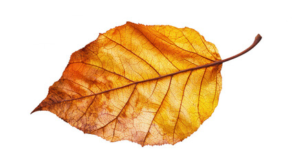 Fototapeta premium Single leaf displayed on a rich black background highlighting its unique shape and natural texture for artistic appeal