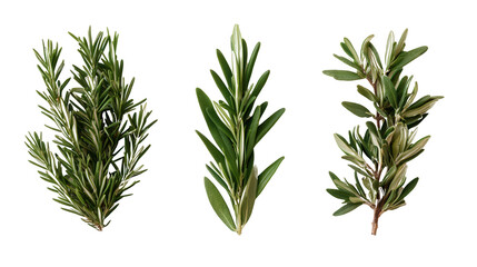 Obraz premium A bunch of fresh rosemary herb displayed beautifully to showcase its fragrant leaves and natural greenery details
