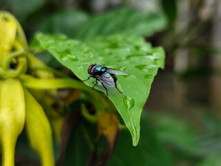 Flies with red eyes and thin wings perched on fresh green leaves after rain, with natural blur background. This type is often seen flying in kitchens, cages, trash cans, etc.