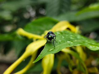 Flies with red eyes and thin wings perched on fresh green leaves after rain, with natural blur background. This type is often seen flying in kitchens, cages, trash cans, etc.