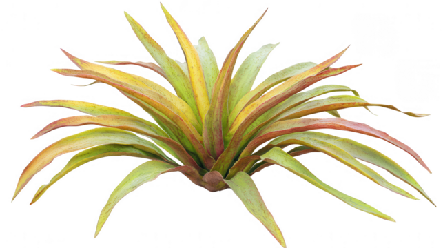 A plant with rich red and green leaves displayed beautifully against a soft background creating visual interest