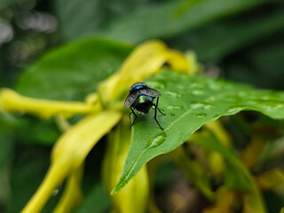 Flies with red eyes and thin wings perched on fresh green leaves after rain, with natural blur background. This type is often seen flying in kitchens, cages, trash cans, etc.