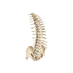 Human Lumbar Spine and Sacrum Posterior View - 3D Medical Illustration