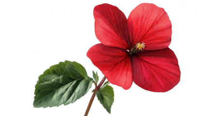 A beautiful flower captured on a rich black background emphasizing its delicate features and natural charm
