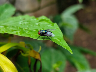 Flies with red eyes and thin wings perched on fresh green leaves after rain, with natural blur background. This type is often seen flying in kitchens, cages, trash cans, etc.