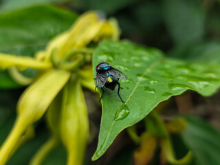 Flies with red eyes and thin wings perched on fresh green leaves after rain, with natural blur background. This type is often seen flying in kitchens, cages, trash cans, etc.