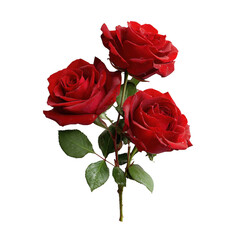 Fototapeta premium Beautiful Red Rose Bouquet Isolated on Transparent Background